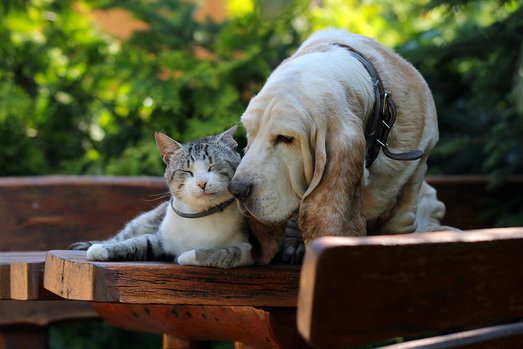 Basset-hound-dog-and-kitten-friends